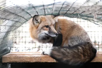 Fox in a cage